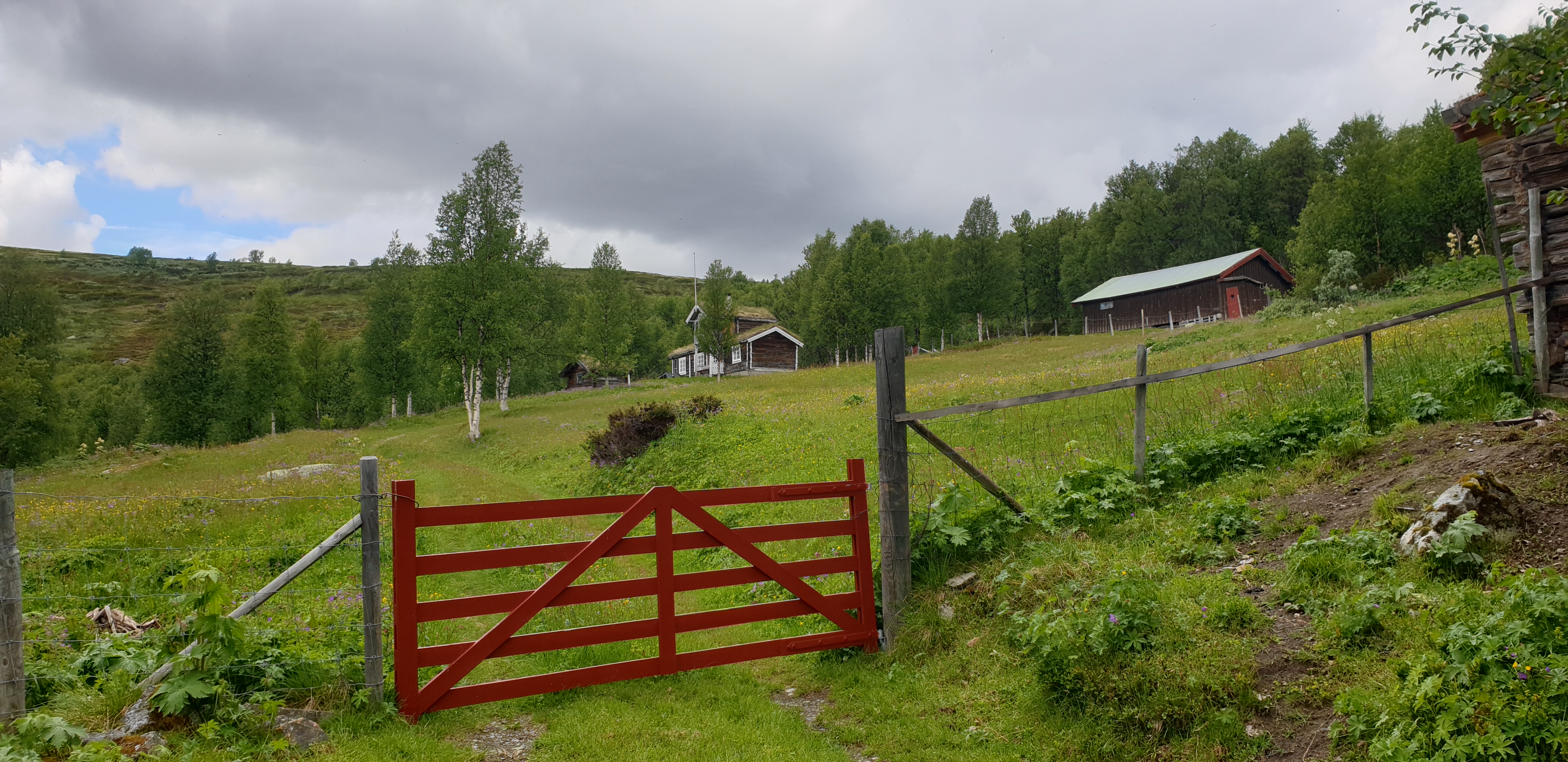Setervoll med rødmalt grind i forgrunnen og fjøs og seterhus i bakgrunnen