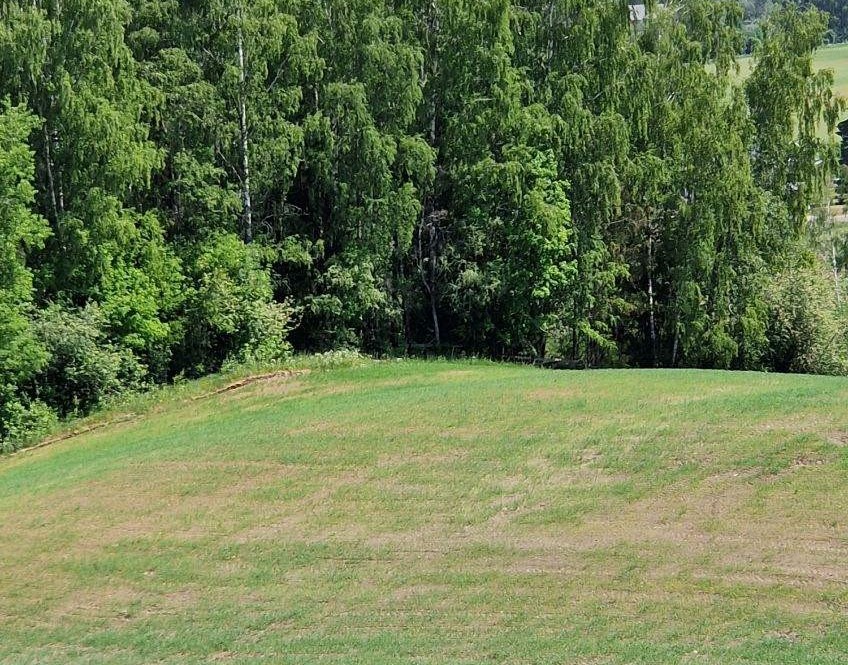 Gress og skog