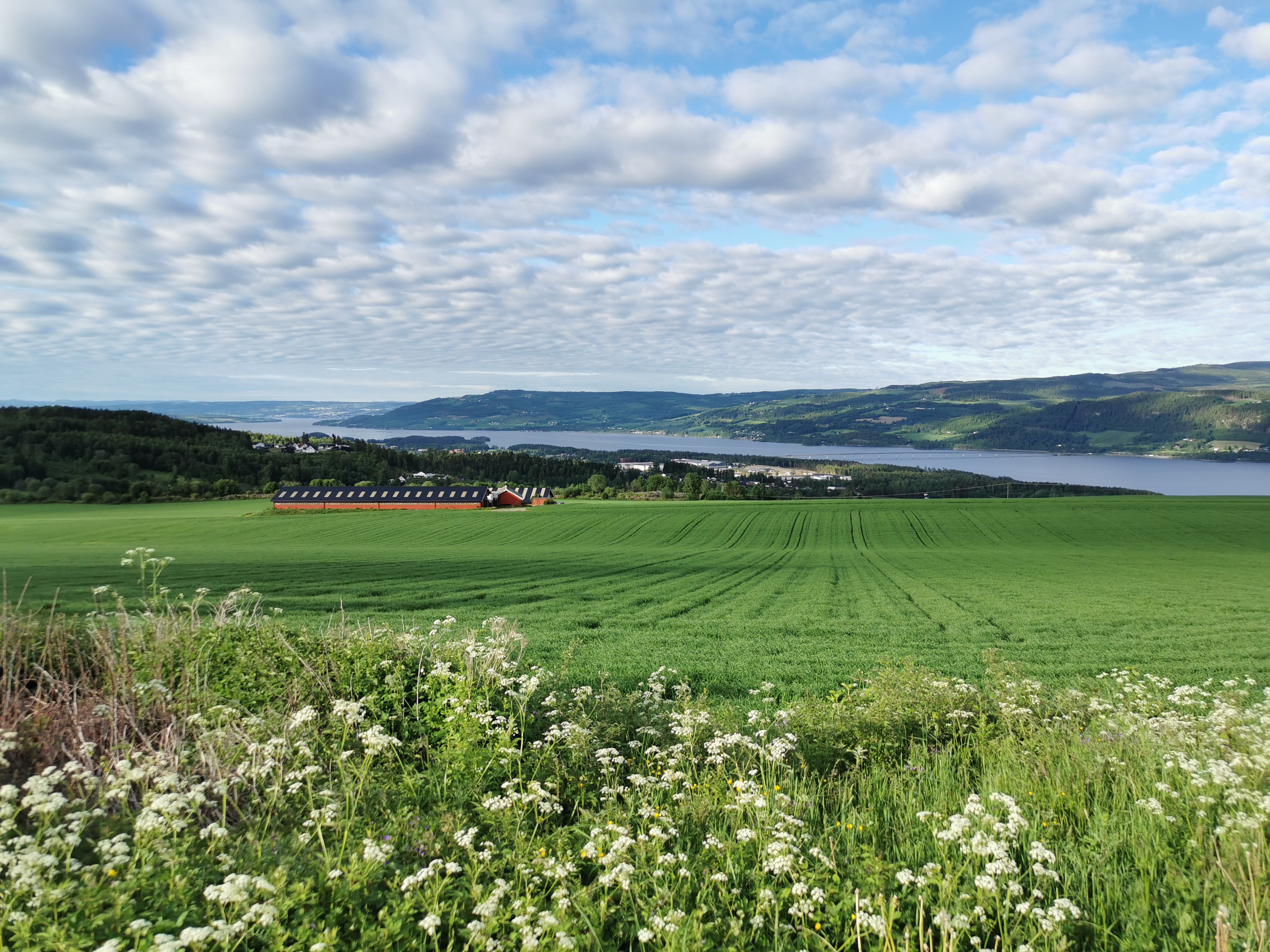 Utsikt med blomstrende grøftekant, grønn åker og rød driftsbygning mot Mjøsa og Totenåsen i bakgrunnen og mye himmel med makrellskyer.