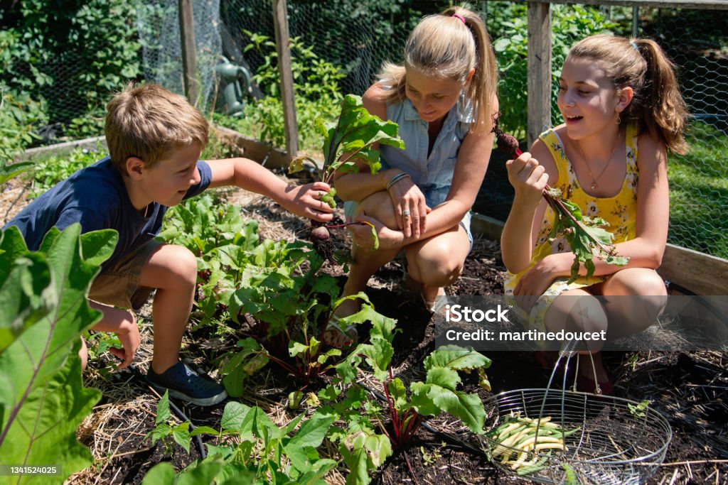 Illustrasjonsfoto Foto: istockphoto. tre ungdomar i ein grønsakshage, haustar grønsaker