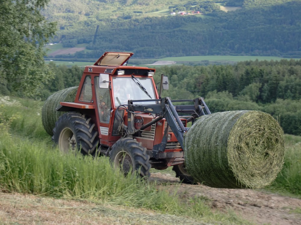 Traktor som fraktar rundballar på pigg foran og bak