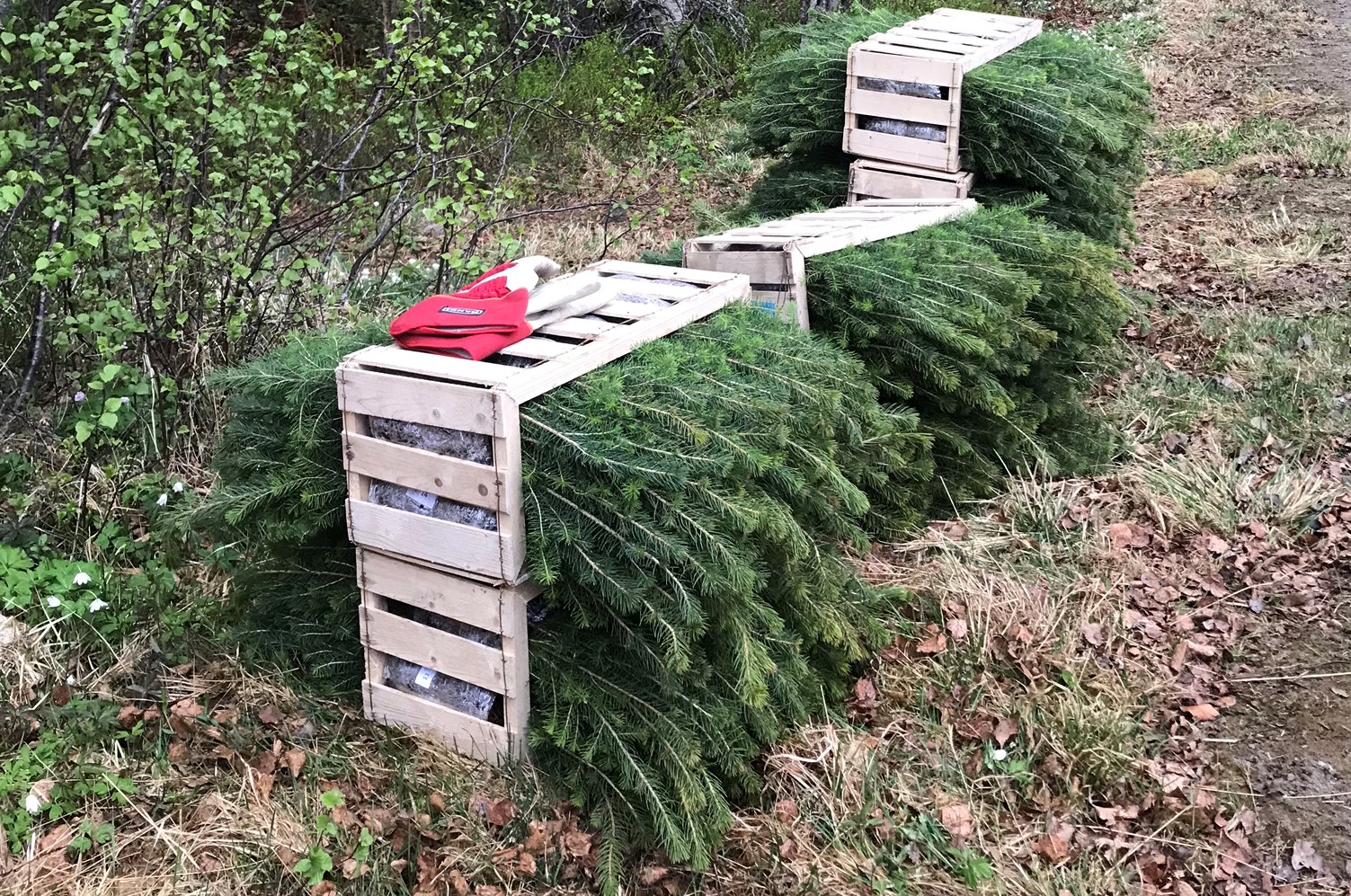 Kasser med planter som står utendørs. Foto.