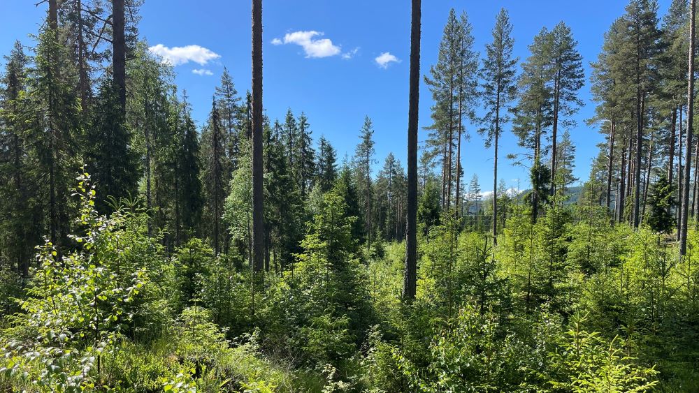 Skog