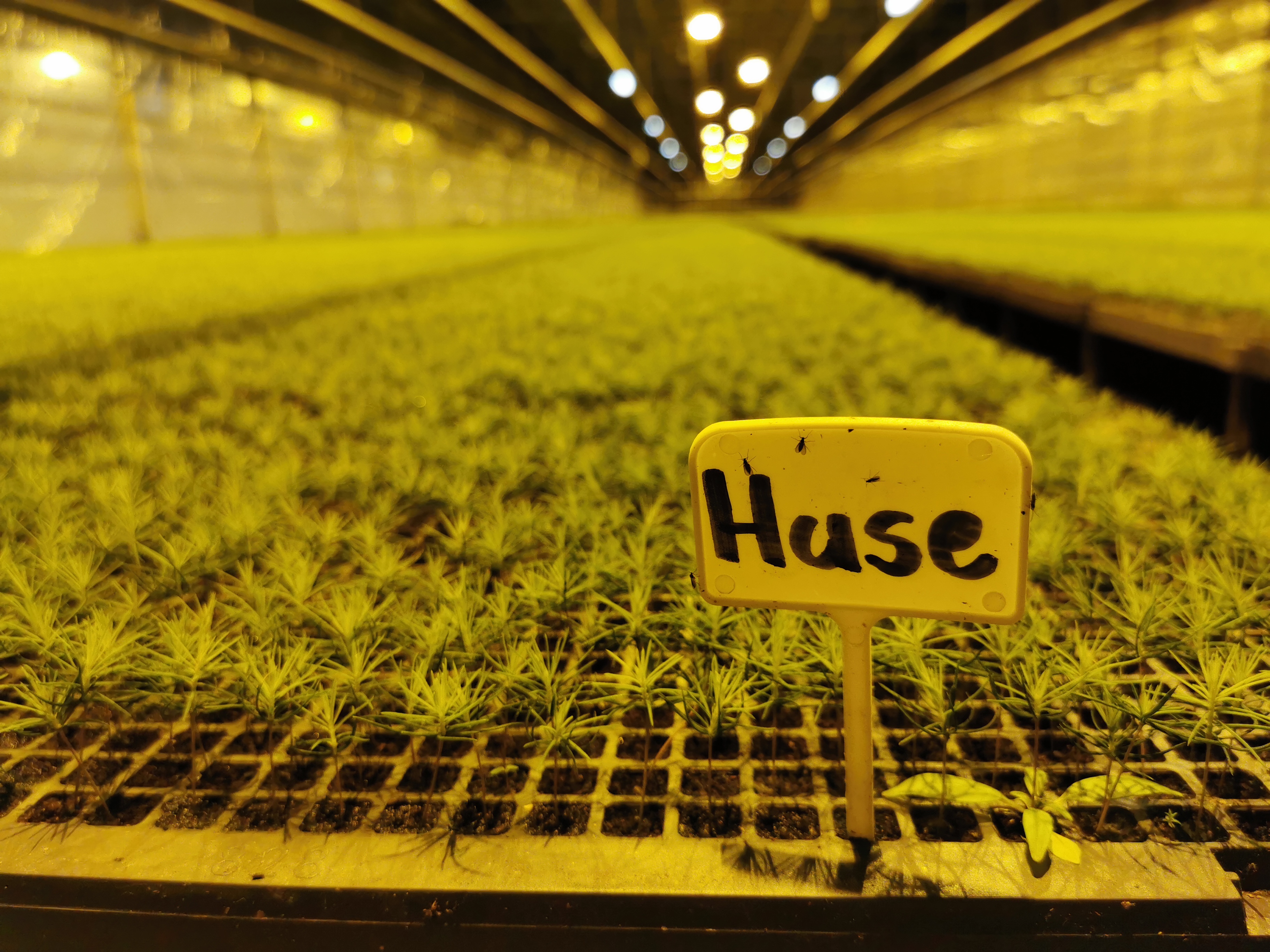 Skogplanter Østnorge - neste generasjon med granplanter. Foto: Gustav Uhnger Foto: Gustav Uhnger. Skogplanter Østnorge - neste generasjon med gran planter.