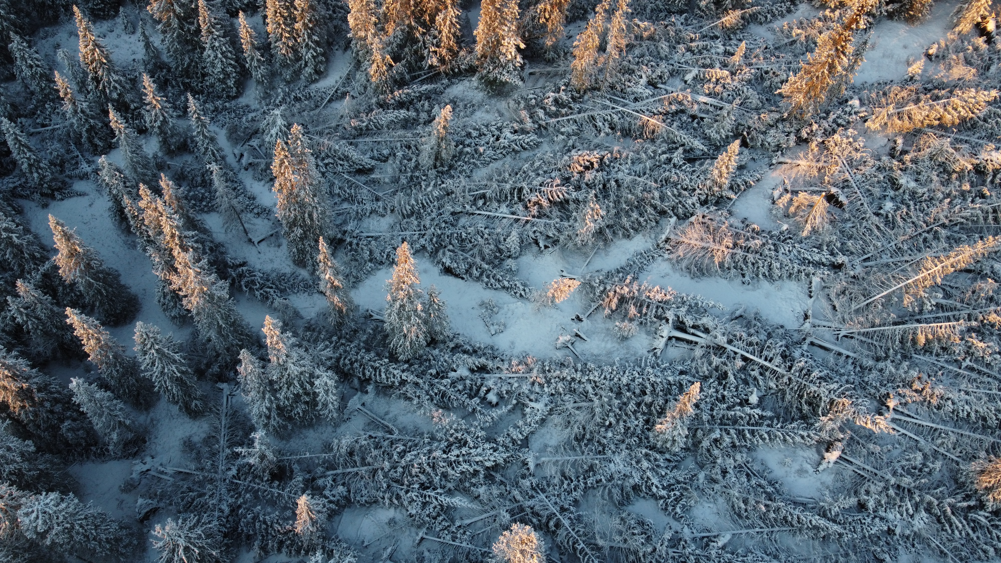 Vindfall i Etnedal kommune. Foto: Andre Berg. Vindfall i Etnedal kommune.