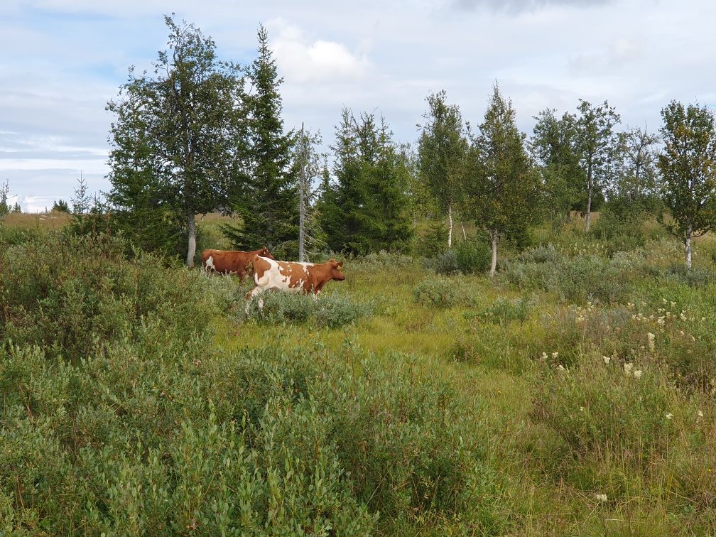 Ungdyr på beite. Foto: Statsforvaltaren