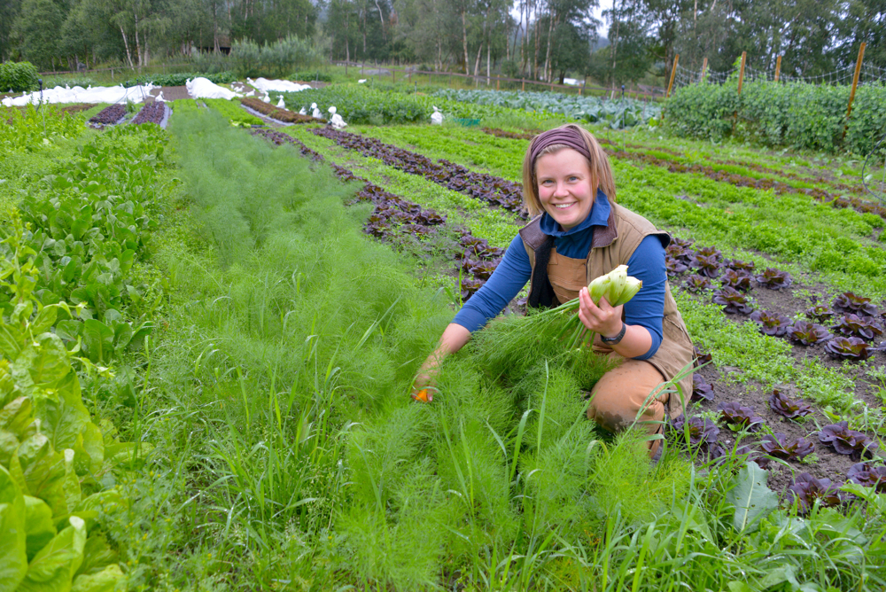 Grønnsaksfelt, også kalt markedshage, med ulike grønnsaker i rader. Ei kvinne sit midt i feltet og hasutar grønnsaker.
