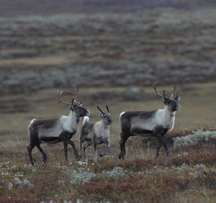 Nå gis det viktige føringer for framtida til villreinen i Rondane. Foto: Per Jordhøy / Per Jordhøy. Villrein som trekker i Rondane
