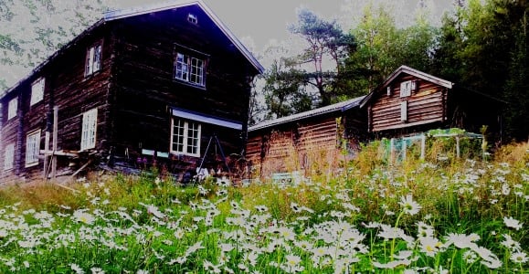 Hvis du slår en gammel eng en gang i året og raker bort graset så kommer kanskje blomsterenga tilbake. Det er verdt å prøve! Foto: Beate Sundgård.