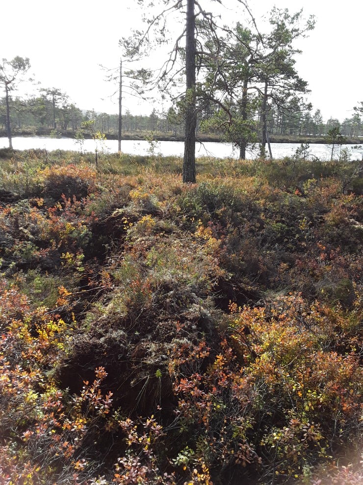 Restaurert myr. I midten av bildet ser vi en demning som glir fint inn i landskapet.