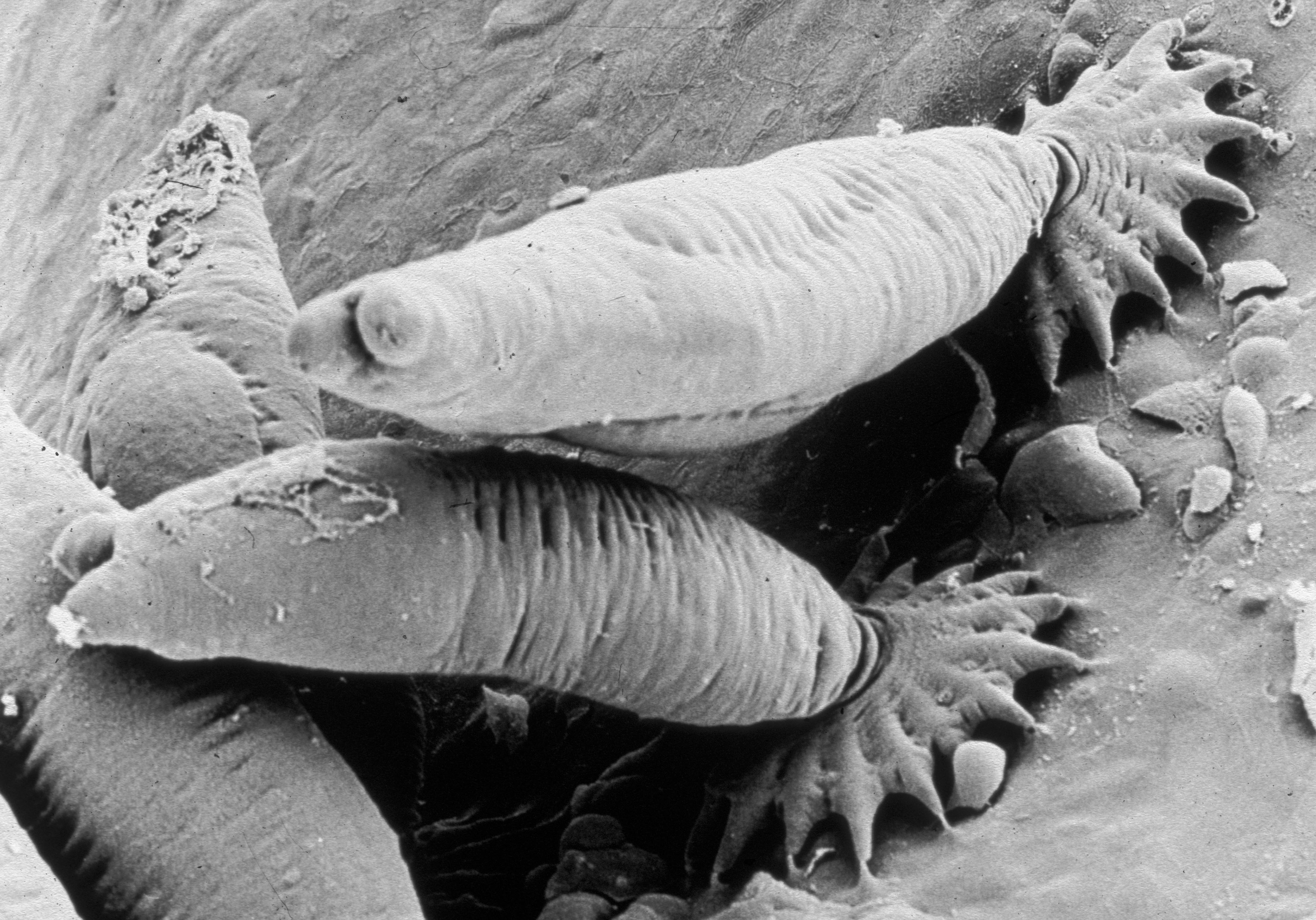 Bilde av parasitten "Gyrodactylus salaris" som er ca 0,5 mm lang og spiser laksehud. 
