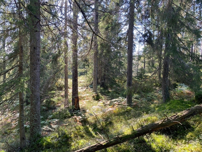 Blindevann: Gammel granskog i Hellumåsen.       