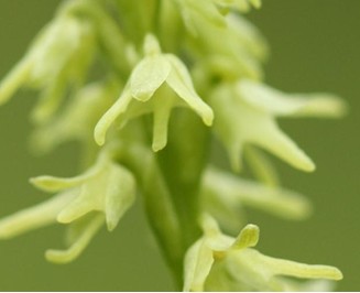 Honningblomst. Foto: H.Liebel