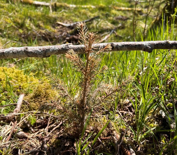 Liten og uttørka granplante 